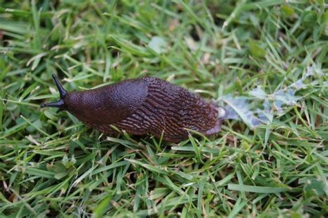  Garden Schnecke: Ein Meister des Schleimspurts und Experte im Überleben!