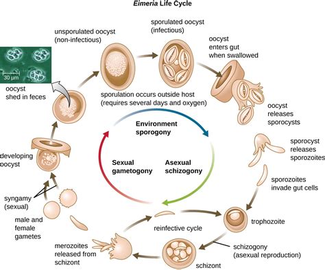 Ookinete – Erkundet den Lebenszyklus dieses mikroskopisch kleinen Parasiten!