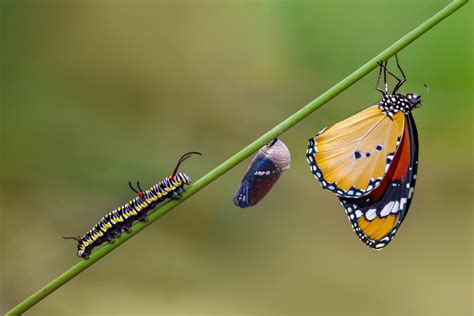  Schmetterling! Eine flügeltragende Meisterin der Metamorphose, die uns mit ihrer Schönheit verzaubert