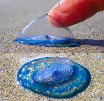  Velella velella:  Ein schwimmendes Segeltier mit biolumineszierenden Tentakeln und einem rätselhaften Lebenszyklus!