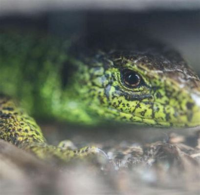  Zugvogel? Nein, Zauneidechse! Die faszinierende Welt eines flinken Jägers und lebhaften SonnenanBettlers