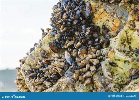 Barnacles!  Amazing Shell-Dwelling Crustaceans That Filter Feed and Defy Gravity?