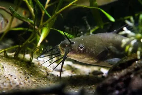  Cohen’s Catfish – Ein Meister der Tarnung mit einem überraschenden Appetit!