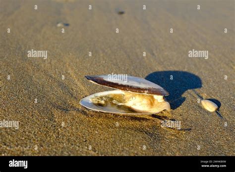  Donacilla - Ein schelmisches Bivalvien mit Vorliebe für sandigen Strand