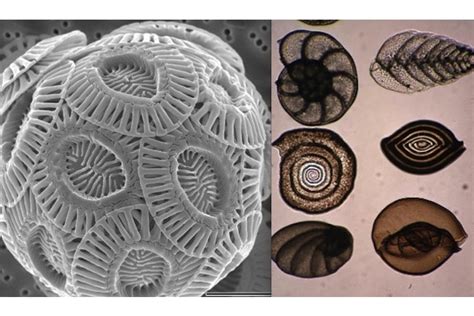  Foraminifera: Ein mikroskopischer Meisterarchitekt mit kunstvollen Schalen!