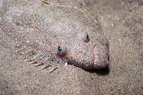  Halibut! Ein Meeresbewohner mit Tarnungskunst und Vorliebe für kalte Gewässer