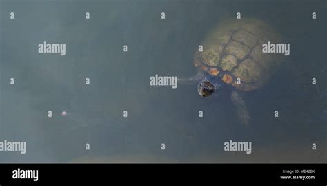  Heteronema: Wie ein winziger Tänzer im Wasser!