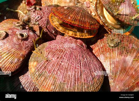  Islandic Scallop: Entdecker der Tiefen und Meister des Wasserstrahls!