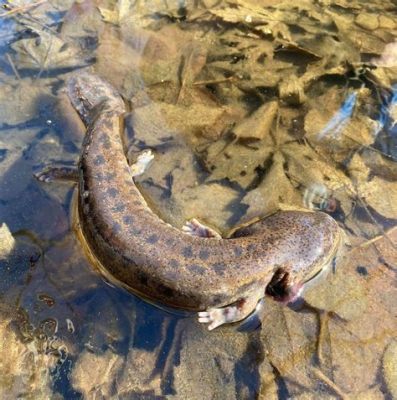  Mudpuppy - Ein schelmischer Wasserbewohner mit einer Vorliebe für Höhlen!