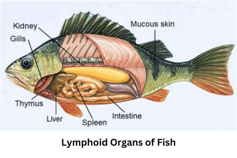  Neodermatidae! Welche faszinierenden Parasiten leben in den Organen von Fischen?