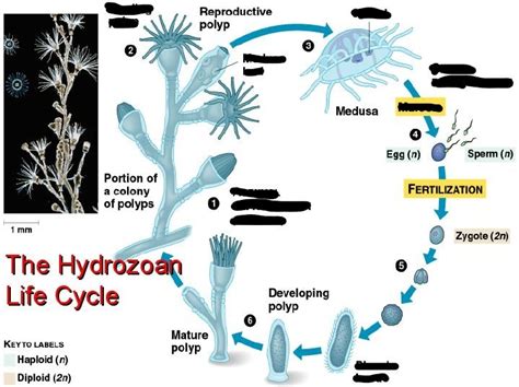  Neotrichia: Ein faszinierender Vertreter der Hydrozoen mit einem Lebenszyklus, der dich sprachlos machen wird!