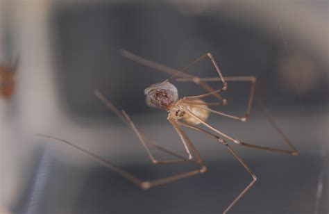  Pholcus - Ein Meister des Spinnen-Webens mit einem Hang zum Verbergen!