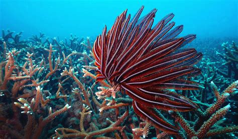  Queensland Feather Star! Experience the Mystical Beauty of a Colonial Coral with Exquisite Plume-like Tentacles