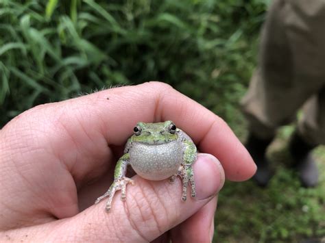  R öhrenkröte! Ein Amphibion mit faszinierenden Anpassungsfähigkeiten und einem Lebensraum an ungewöhnlichsten Orten