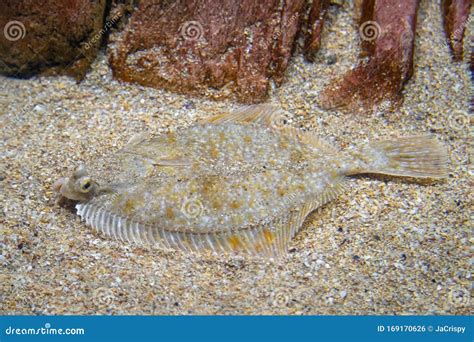  Sandschnecke: Ein Meister der Tarnung und Konquistador des Meeresgrundes!