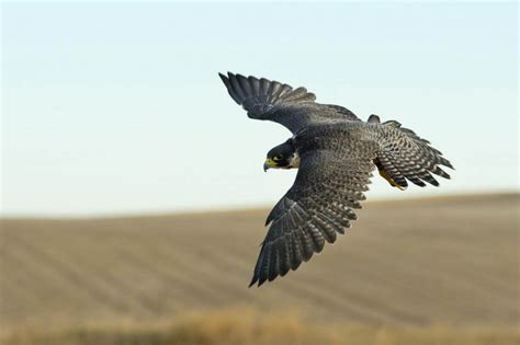  Wanderfalke: Ein Meister der Lüfte mit blitzschnellen Jagdtechniken und einer Vorliebe für hochgelegene Lebensräume!