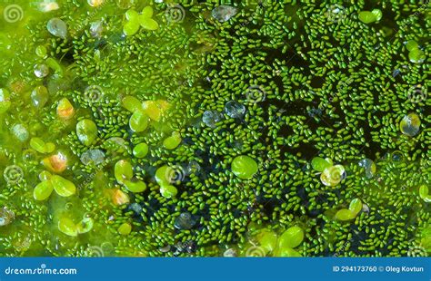  Wolffia! Wie diese winzige Wasserpflanze das aquatische Ökosystem beeinflusst