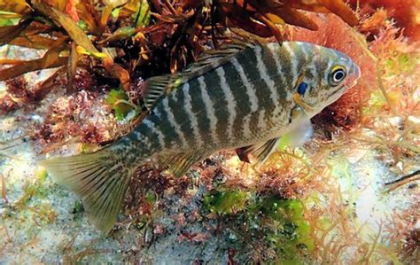  Zebraperch! Ein faszinierender Knochenfisch mit einem Lebensstil voller Überraschungen und eleganter Fortbewegungsstrategien im Unterwasserreich